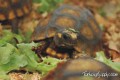 Juvenile Yellowfoot Tortoise - B Grade