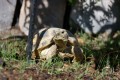 Russian Tortoise