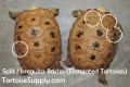 Baby Elongated Tortoise - B Grade