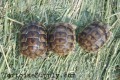 Baby (Black) Greek Tortoise
