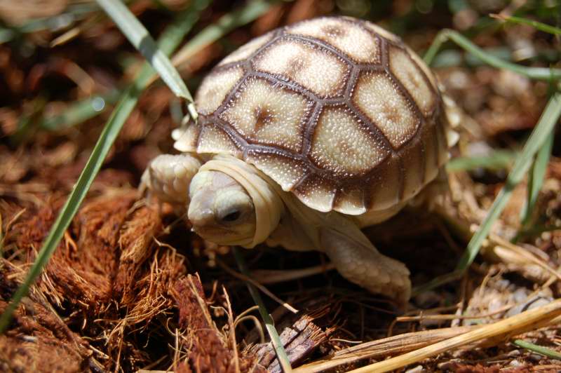 BabySulcata6-10__73521_zoom.JPG