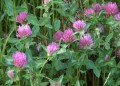 Seeds: Red  Clover - 1 oz. 