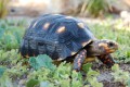 Redfoot Tortoise