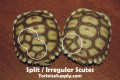 Split scutes on baby sulcata tortoises.