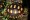 Yearling cherryhead redfoot tortoise for sale.