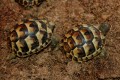 Ibera Greek tortoise for sale.