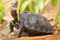 Juvenile Burmese Black Mountain Tortoise