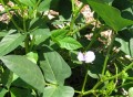 Seeds: Red Cowpeas - 1 oz. 