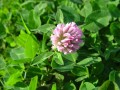 Seeds: Strawberry Clover - 1 oz. 