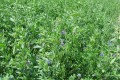 Seeds: Alfalfa - Non Dormant - 1 oz. 