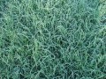 Seeds: Orchard Grass - 1 oz.