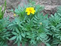 Seeds: African Marigold - 1 oz. 