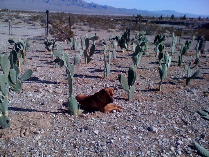Bella_Cactus__97282_zoom.jpg