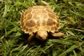 Baby Forstens Tortoise