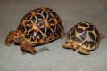 Baby Indian Star Tortoise