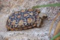 Pancake Tortoise