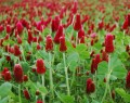 Seeds: Crimson Clover - 1 oz
