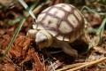 Baby Sulcata Tortoise