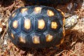 Juvenile Redfoot Tortoise