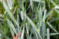 Seeds: Timothy Grass - 1 oz. 