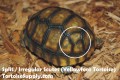 Baby Yellowfoot Tortoise - B Grade