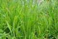 Seeds: Italian Dandelion - 1 oz.
